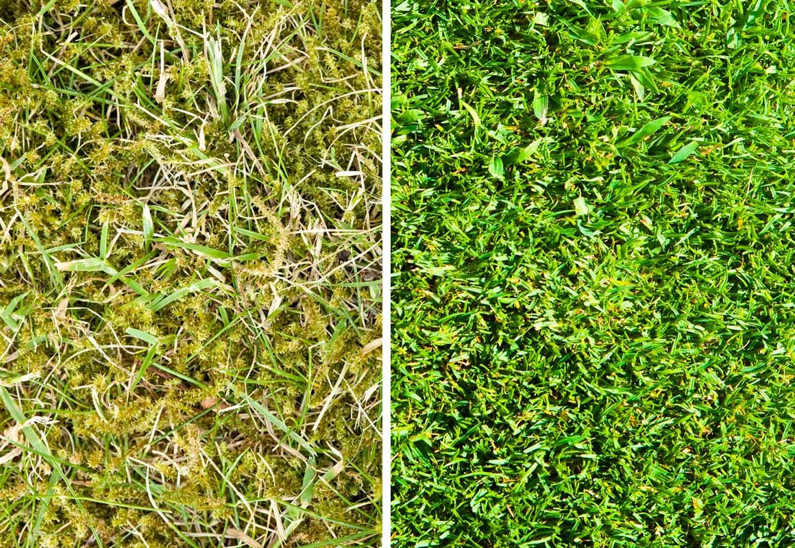 Mose på Plenen: Bli Kvitt Det og Få en Flott Plen () Mose på Plenen: Bli Kvitt Det og Få en Flott Plen