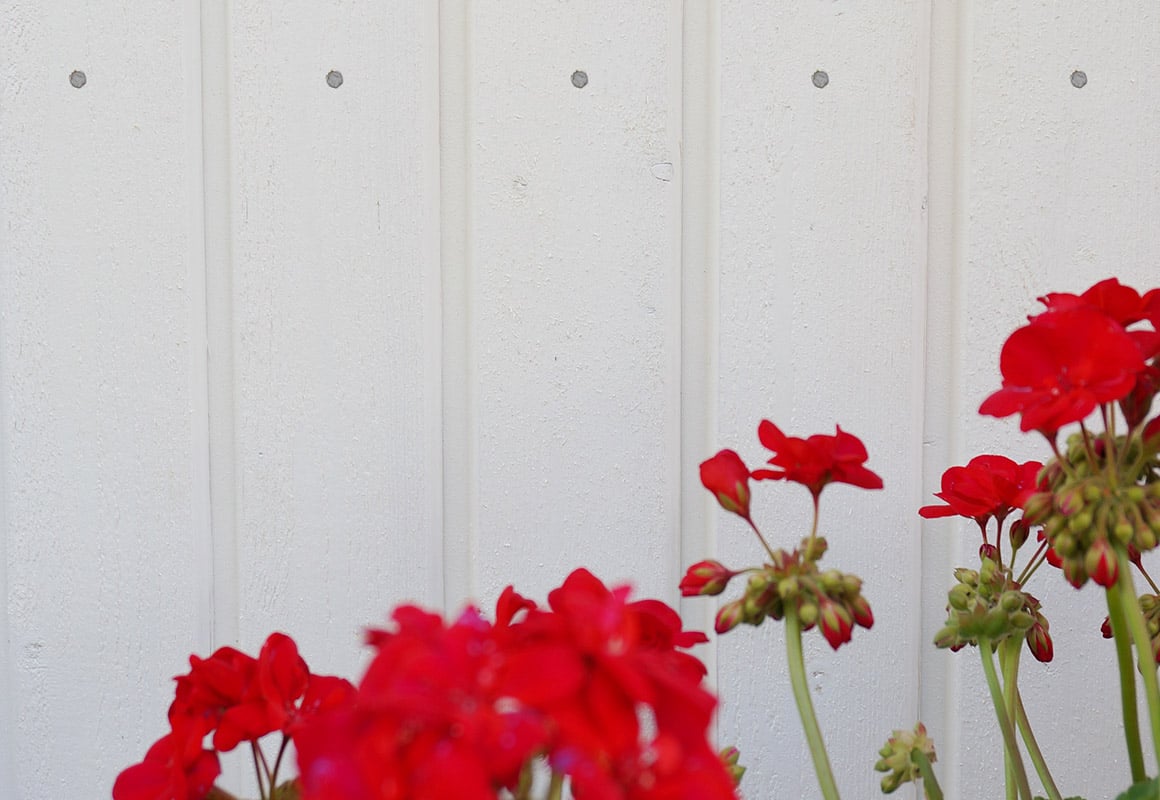 Nærbilde av hvit stående kledning med røde blomster i forgrunnen.