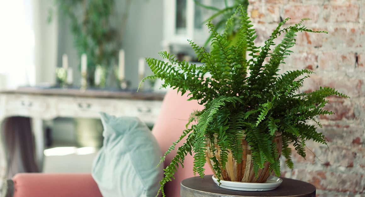 Bregne plante i stue som bidrar til bedre luft