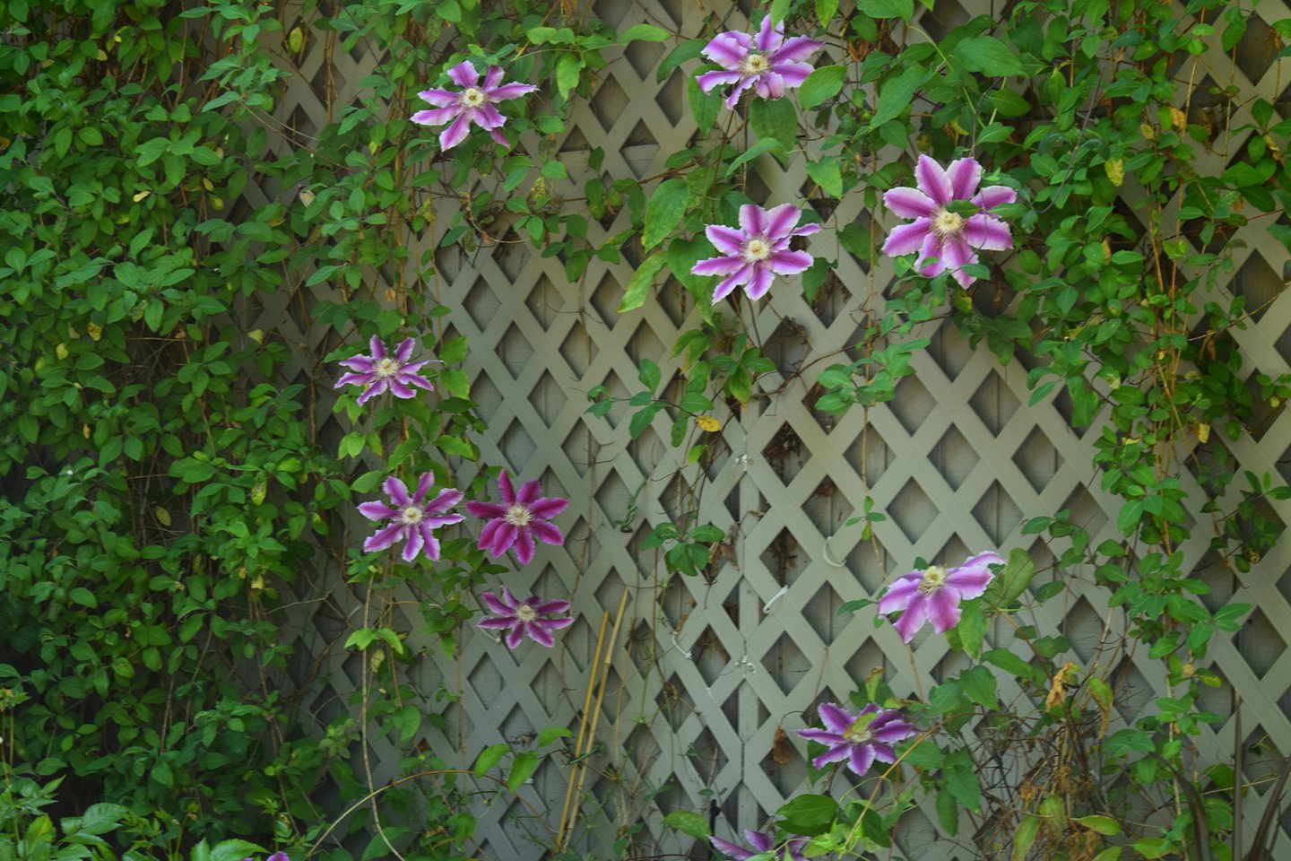 solskjerming med klatreplanter