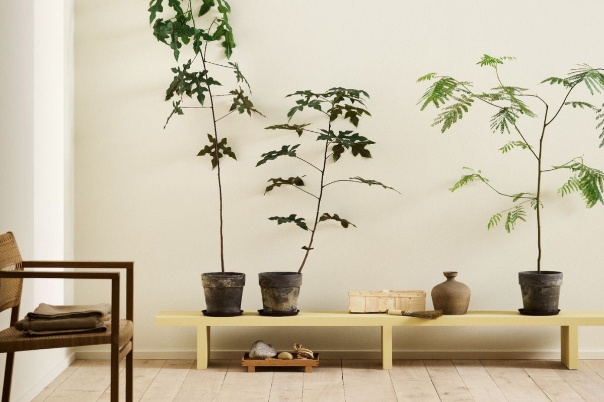 Lyst rom med treplankegulv, enkel stol i flettet materiale og tre grønne planter i potter på en lav gul benk.