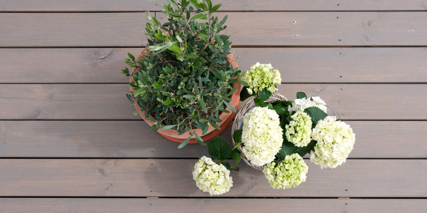 Grønn plante og hvit hortensia står ute på terrassen.
