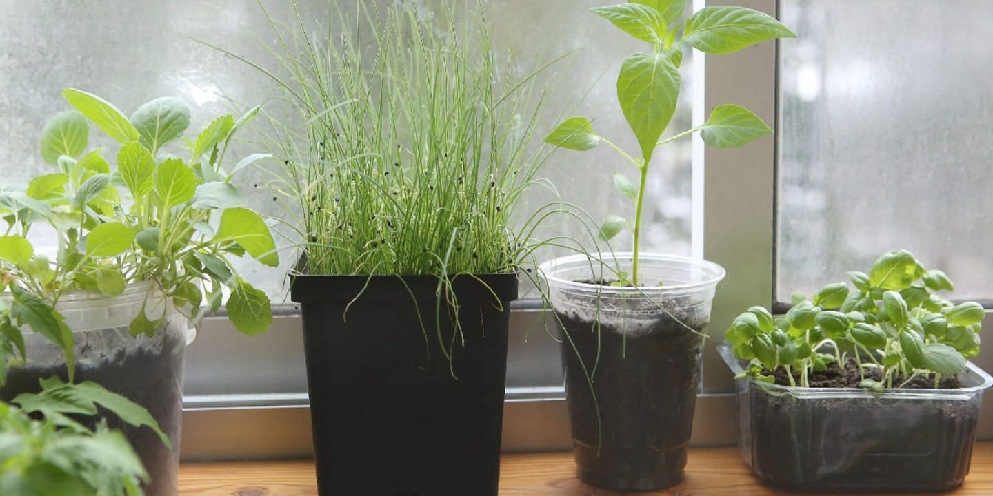 Ulike grønne planter som står i vinduskarmen