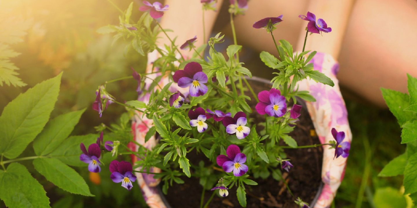 Person holder en potteplante med blomsten Viola.