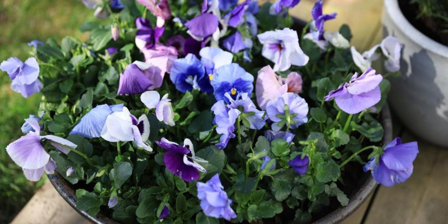 Lilla og blå stemors-blomster i potte