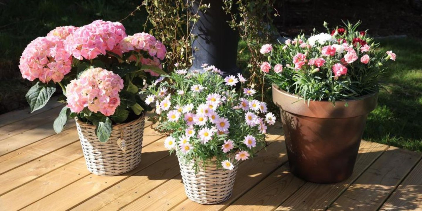 Flere ulike blomster som står i potter på en terrasse