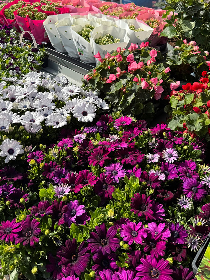 Ulike blomster i potter på en gressplen.