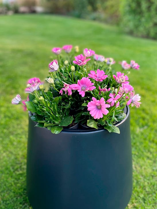 Rosa blomster i en svart blomsterpotte på en gressplen.