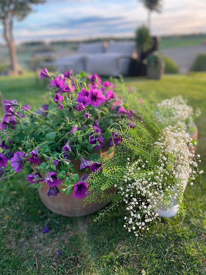 Ulike blomster i potter på en gressplen.