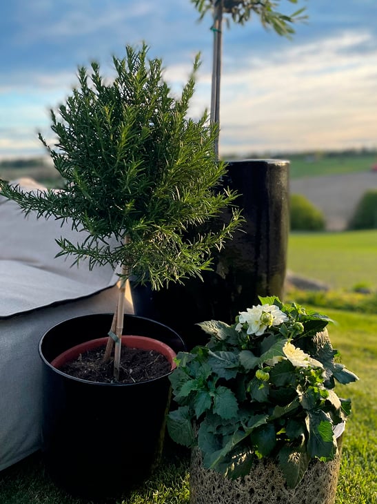 Grønne planter i blomsterpotter på en gressplen.