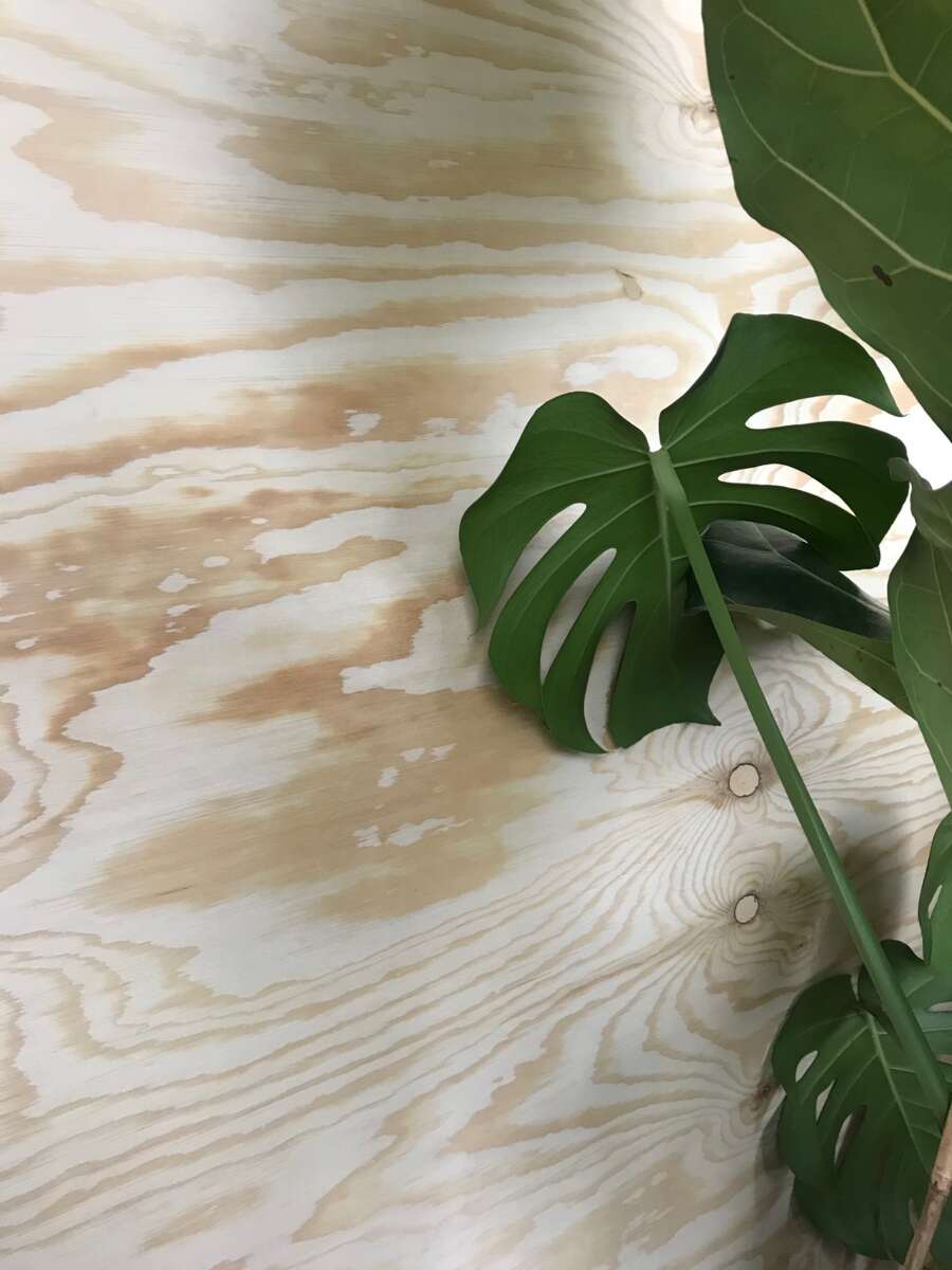 Forestia 18x2440x1220 furu BB/X kryssfiner