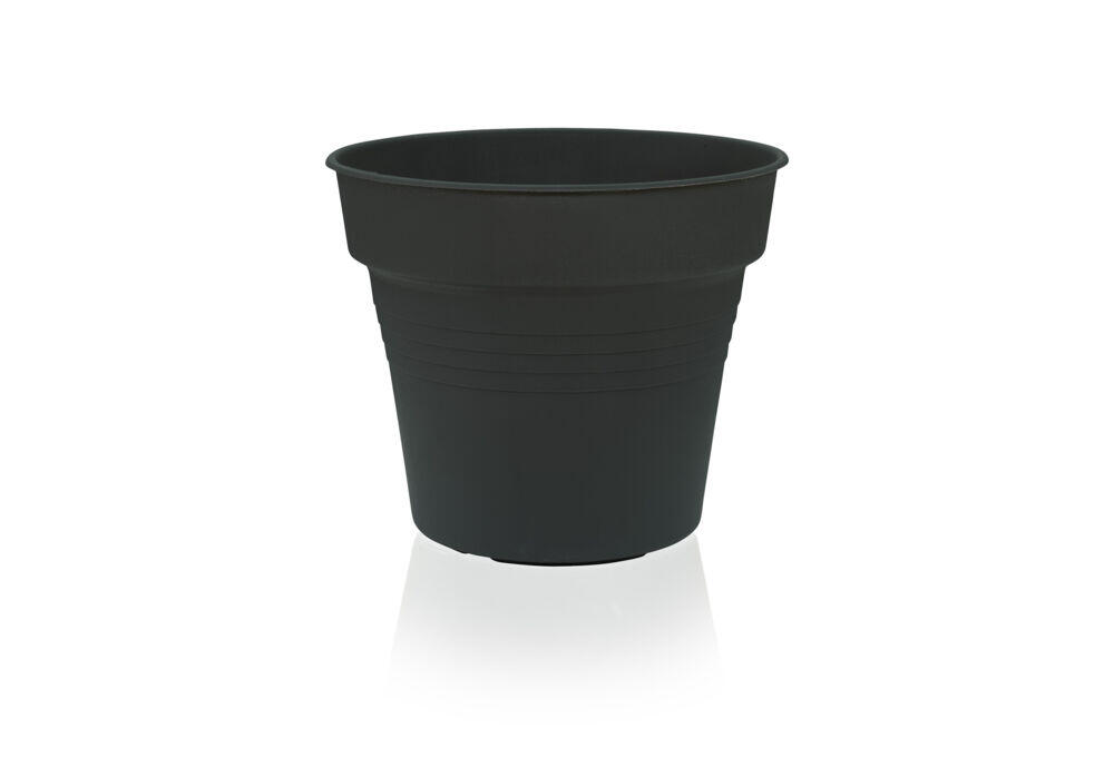 Gardenico Camelie plantepotte