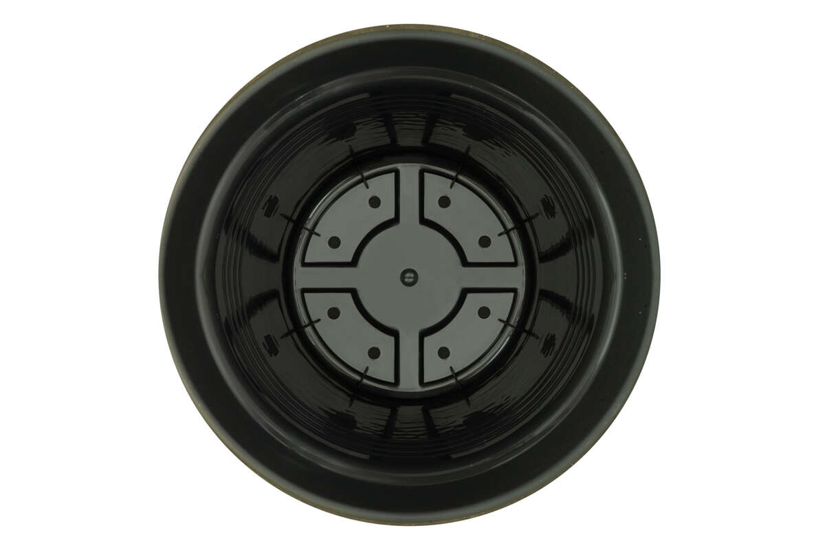 Odle Camelie plantepotte