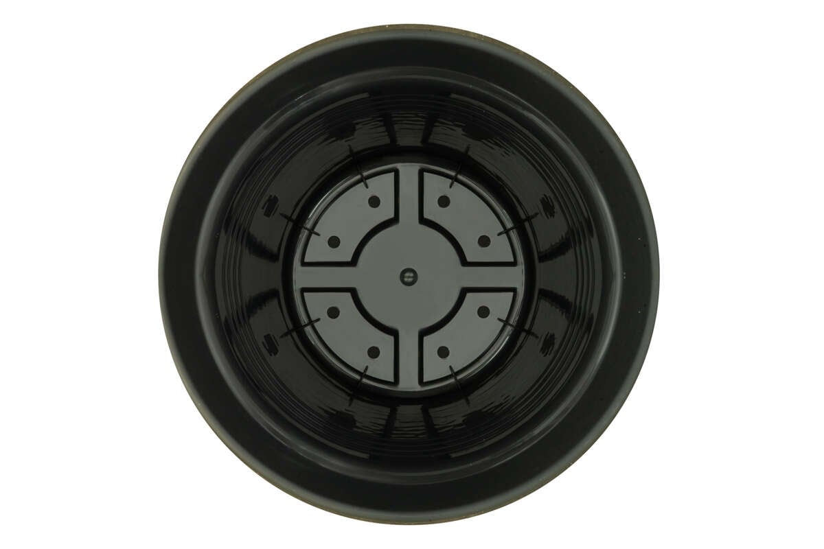 Odle Camelie plantepotte