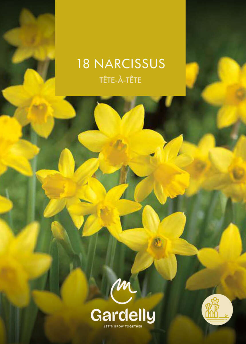 Nelson Garden Narcissus, Botanical, Tête-à-Tête høstløk 18