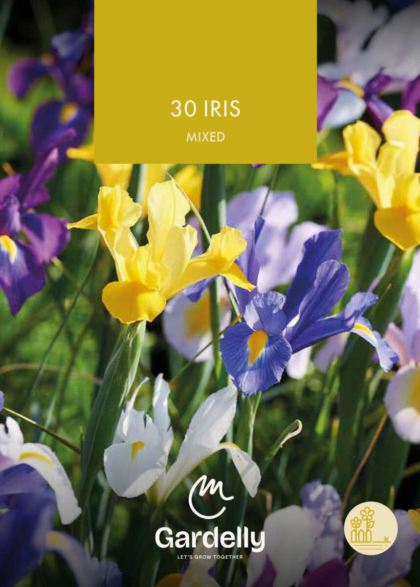 Nelson Garden Iris, Hollandica, Mixed høstløk 30