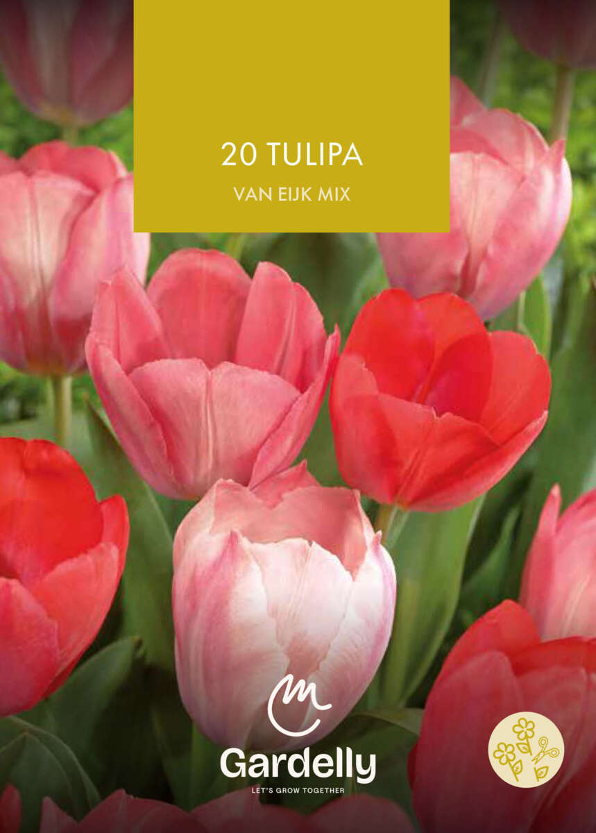 Nelson Garden Tulipa, Darwin hybrid, Van Eijk høstløk 20