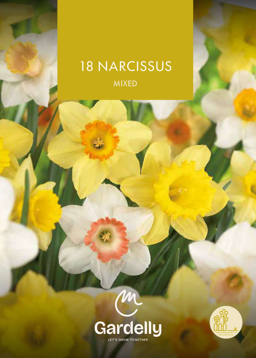 Nelson Garden Narcissus, large flowering, Mixed høstløk 18