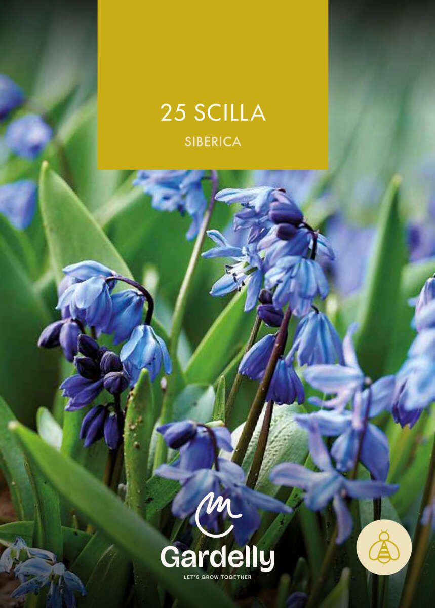Nelson Garden Scilla, Siberica høstløk 25