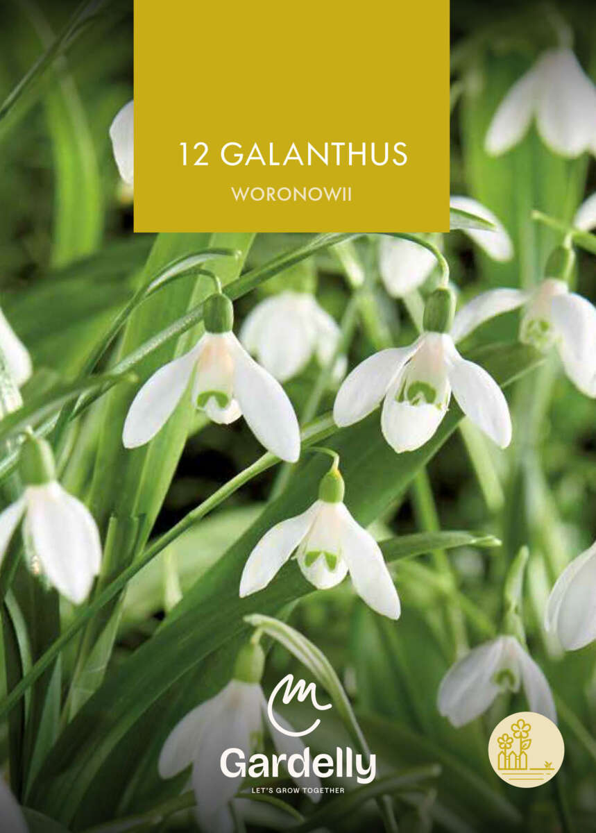 Nelson Garden Galanthus, Woronowii høstløk 12