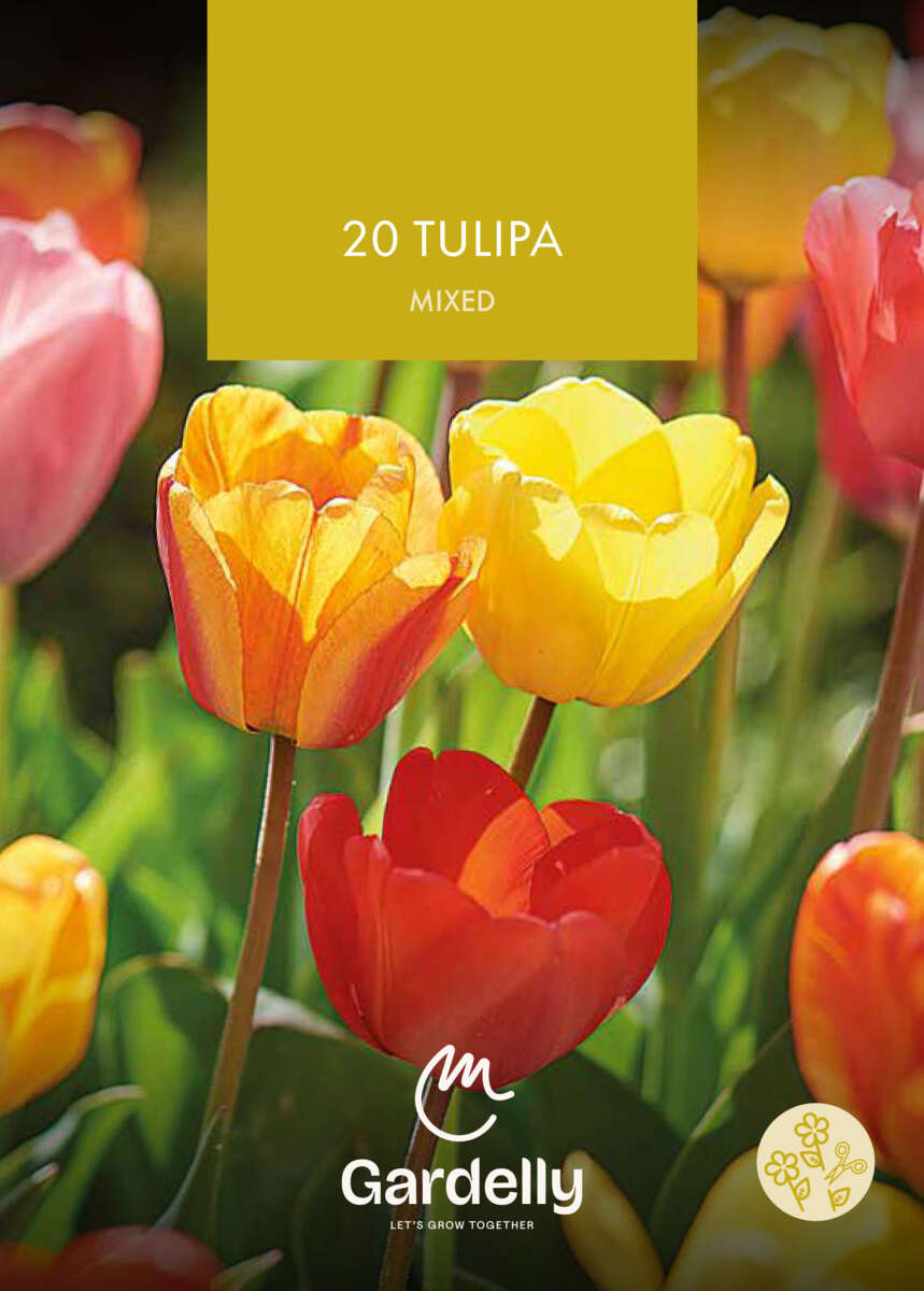 Nelson Garden Tulipa, Darwin hybrid, Mixed høstløk 20