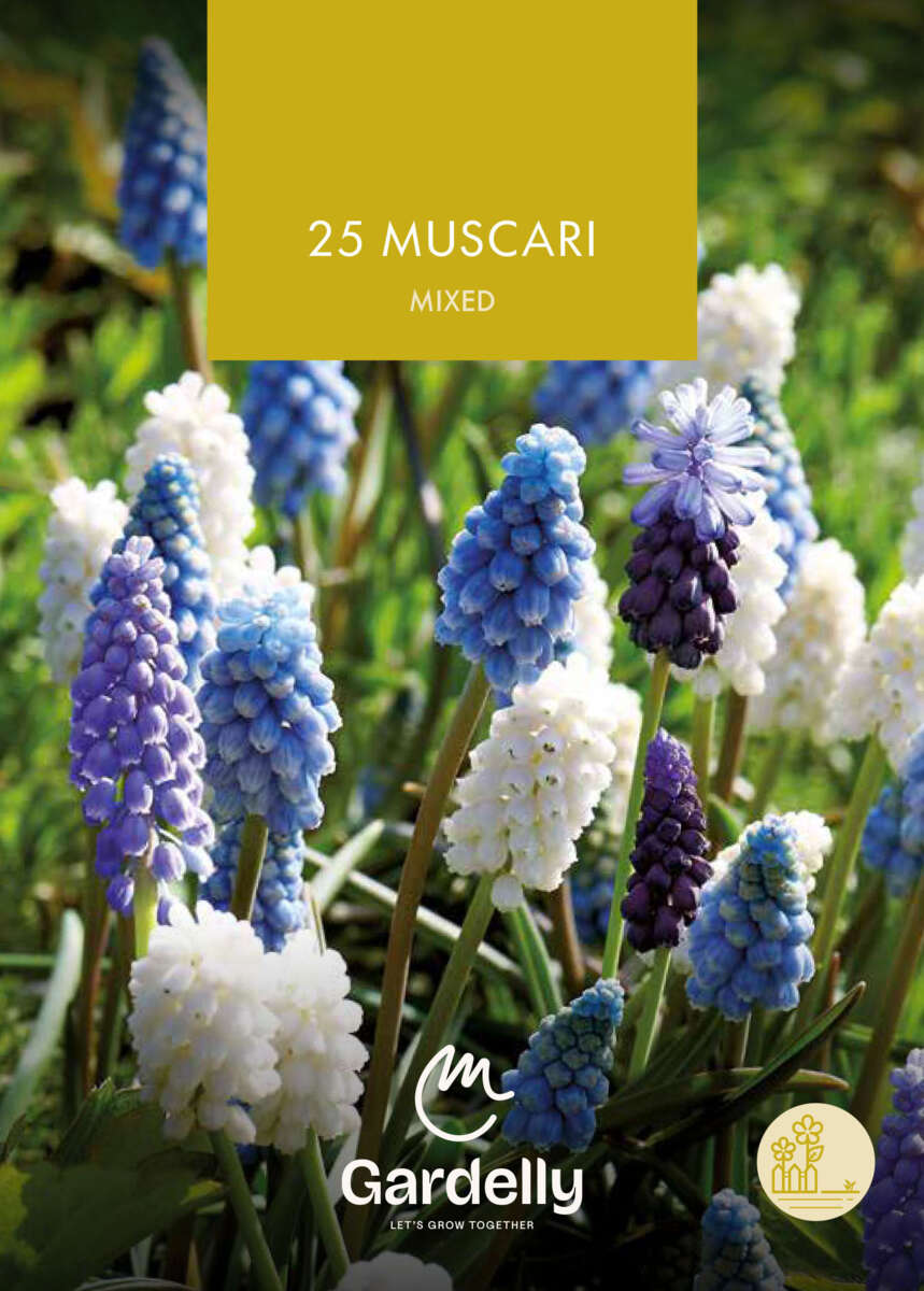 Nelson Garden Muscari, Mixed høstløk 25