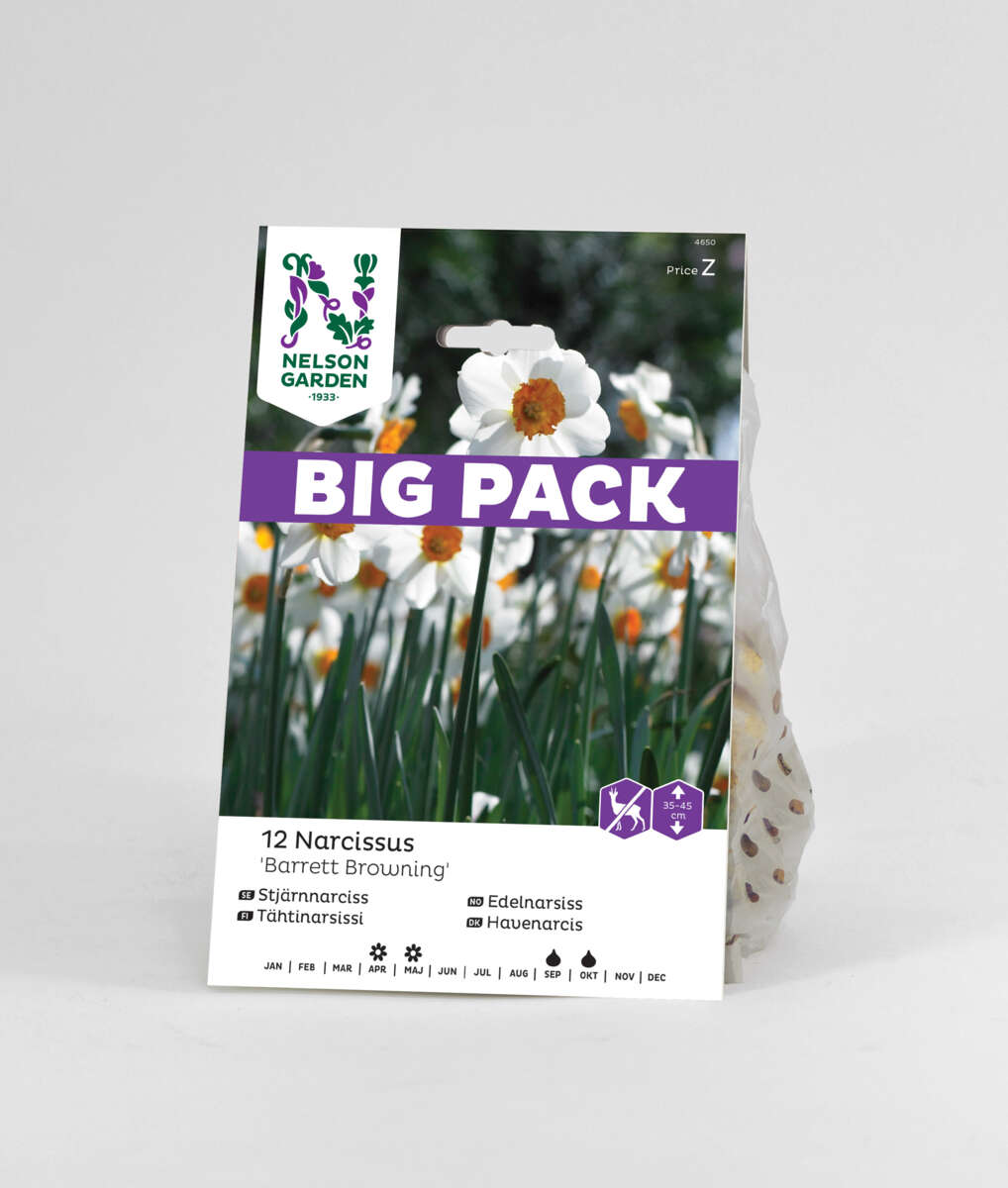 Høstløk Pinselilje