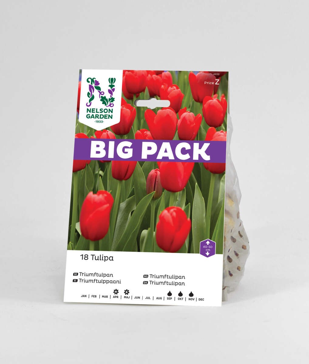 Høstløk Tulipan rød