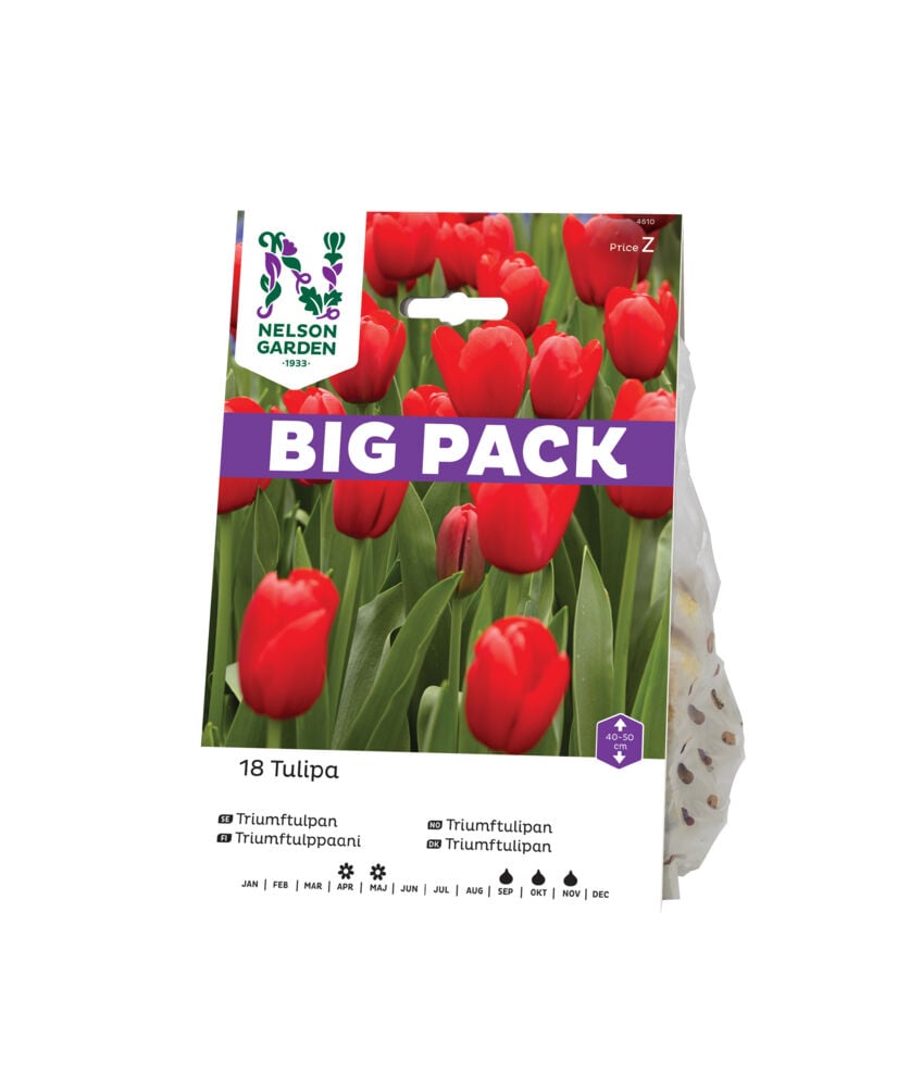 Høstløk Tulipan rød