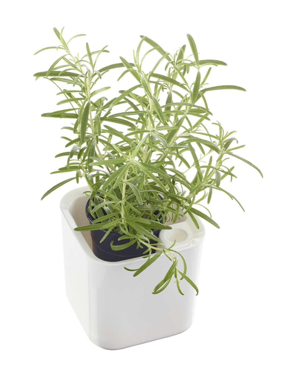 Eden urtepotte m/selvvanning