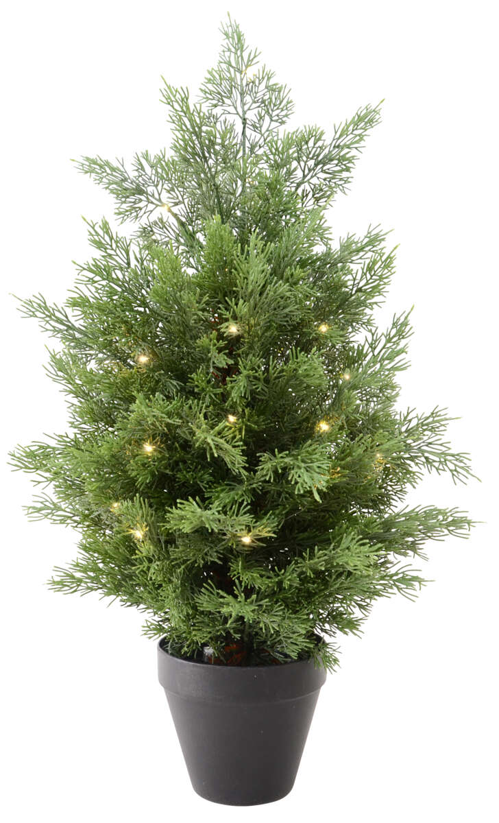 Thujabusk 60 cm 30 lys