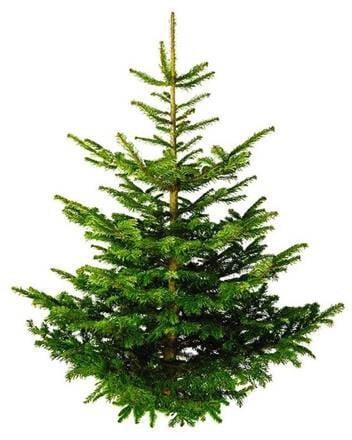 Edelgran 200 - 225 cm