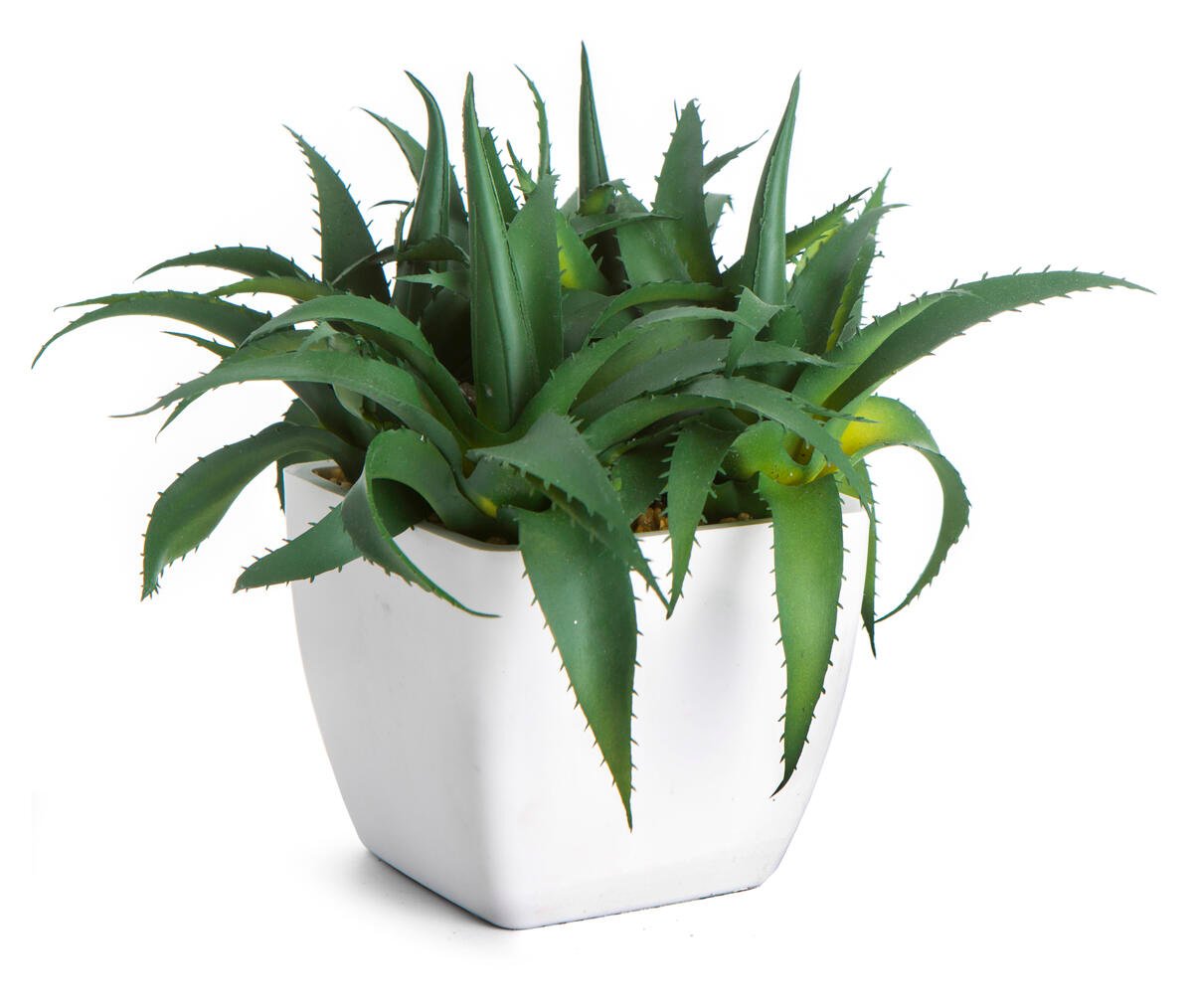 Aloe vera plante i keramikkpotte