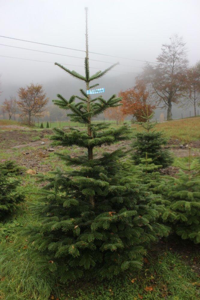 Edelgran 200 - 225 cm