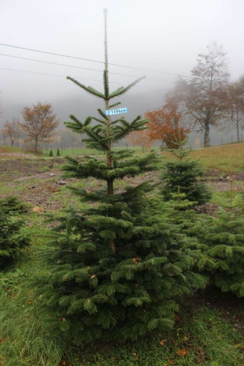 Edelgran 200 - 225 cm