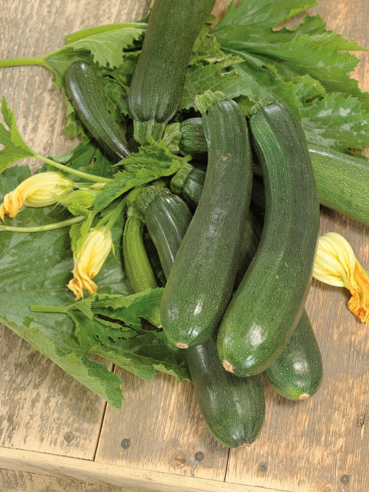 Odle grow bag squash