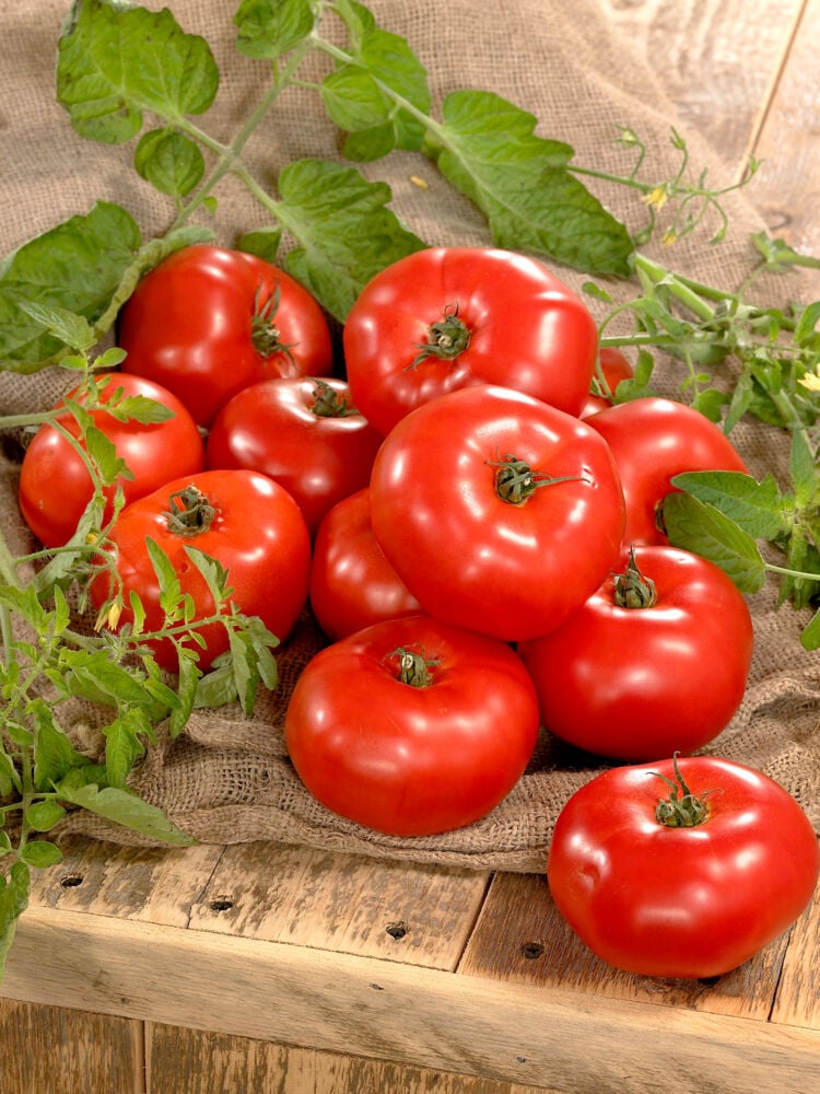 Odle grow bag tomat