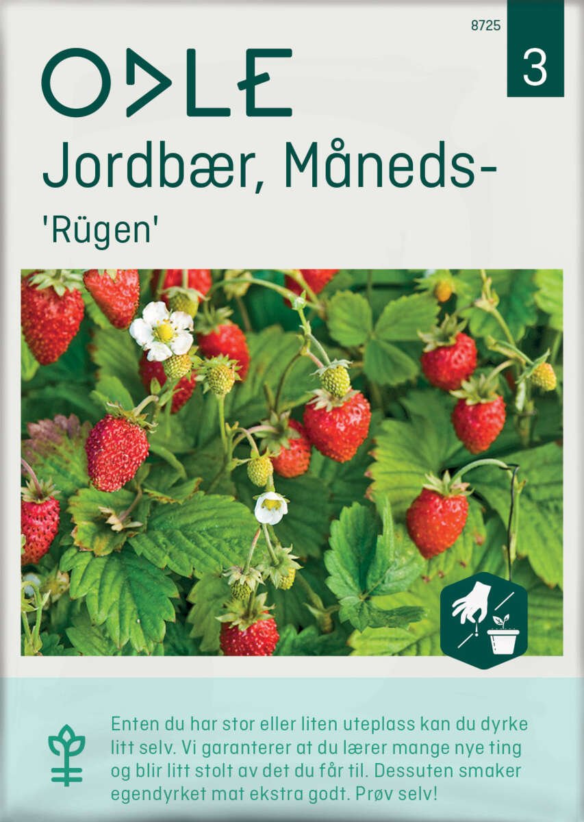 Odle 'Rügen' måneds- jordbær frø