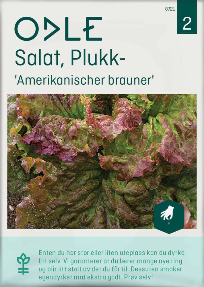 Odle 'Amerikanischer brauner' plukk salat frø