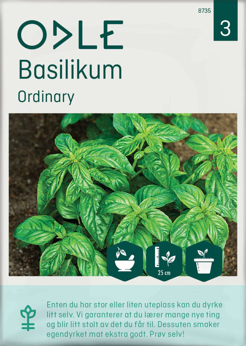 Odle Ordinary basilikum frø