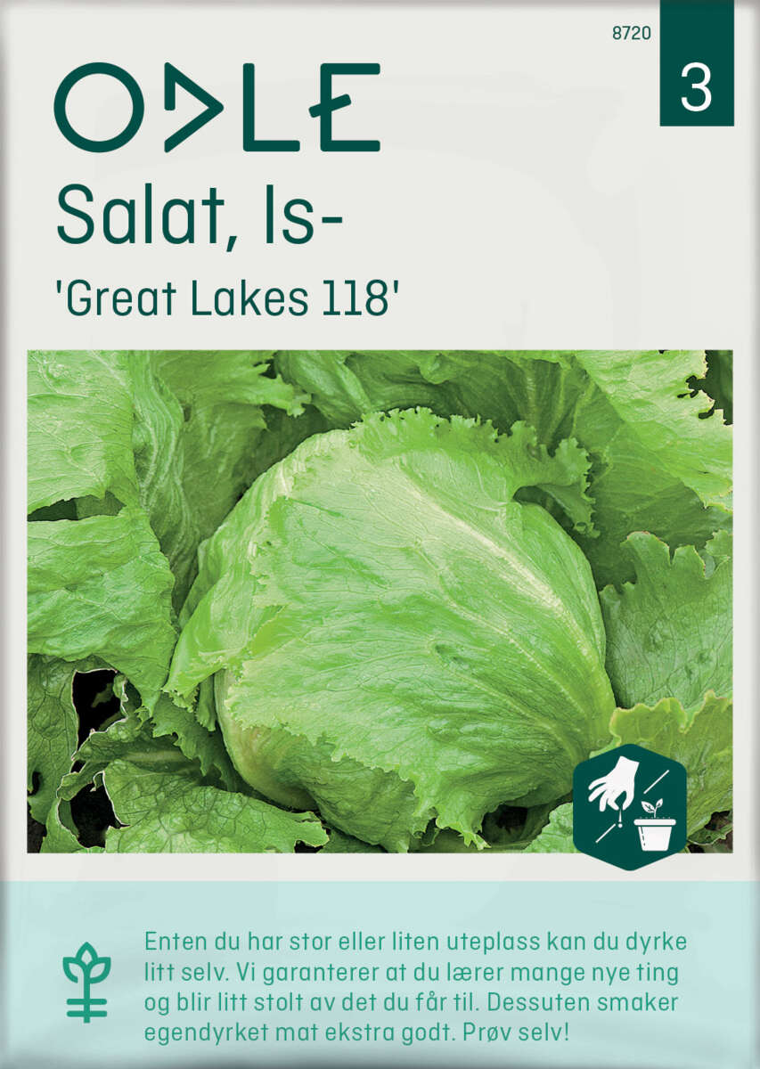 Odle 'Great Lakes118' issalat frø
