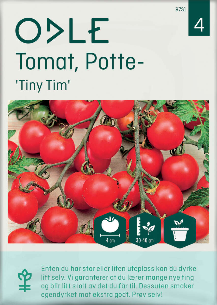 Odle 'Tiny Tim' potte cherrytomat frø