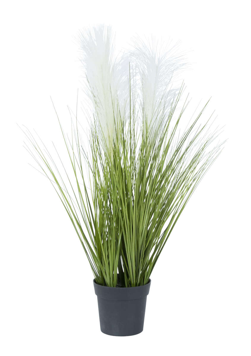 Gress i potte med pampas