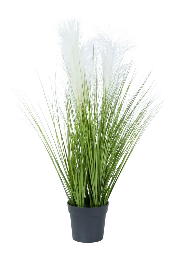 Gress i potte med pampas