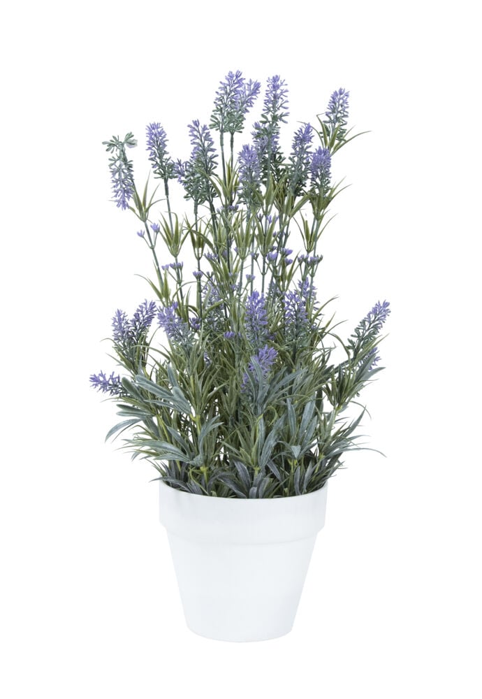 Lavendel i potte