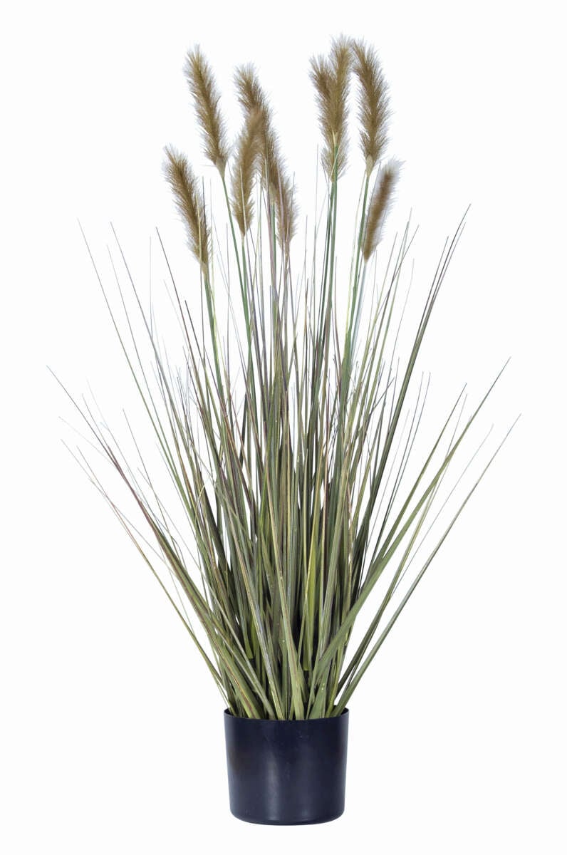 Gress i potte med revehale