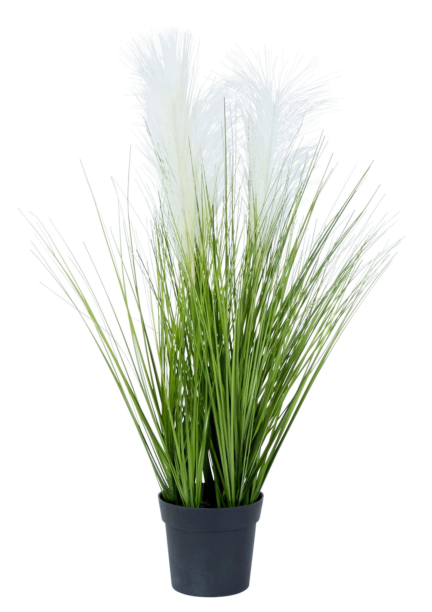 Gress i potte med pampas