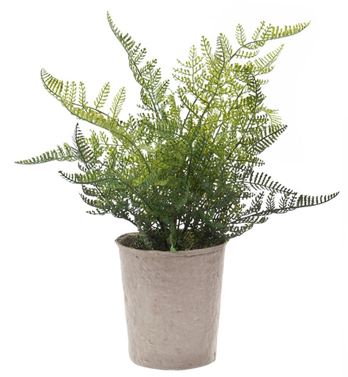 Bregne plante små blad