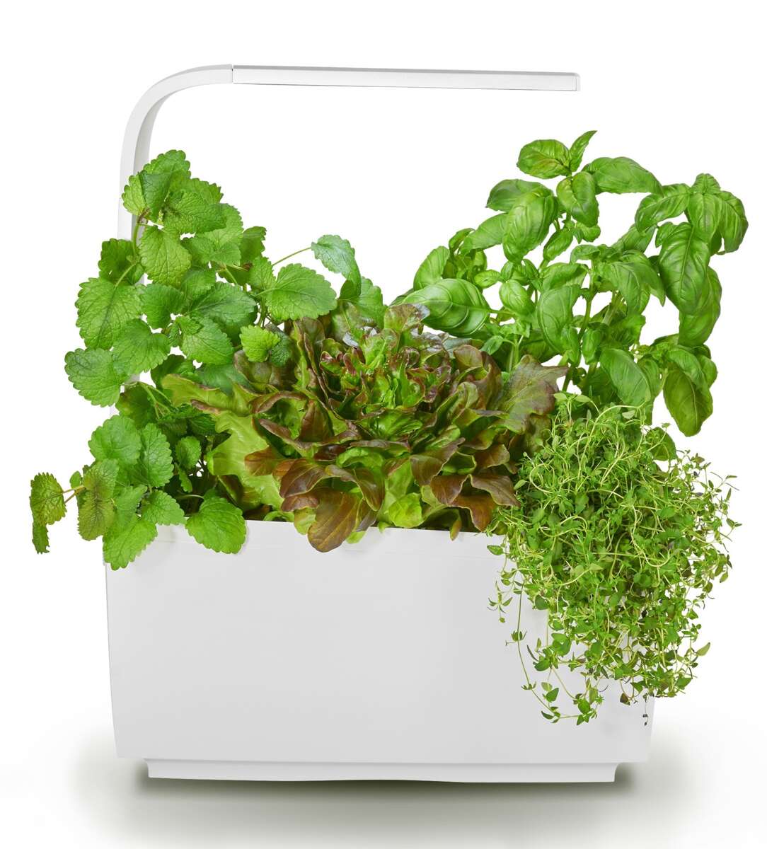 Tregren kjøkkenhage/minidrivhus T6, hvit