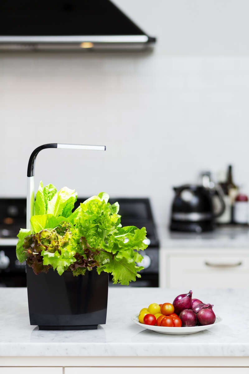 Tregren kjøkkenhage/minidrivhus, sort